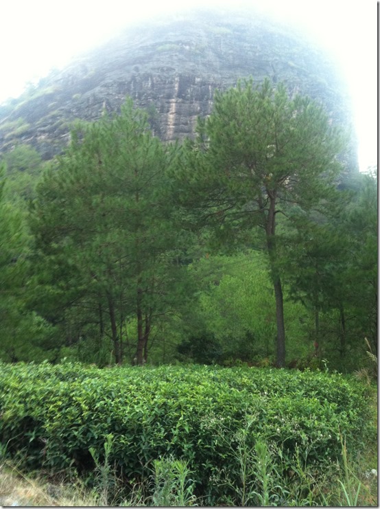 плантация Да Хун Пао в горах