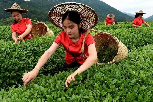 китайцы собирают чай в красном халате